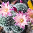 Floare de cactus