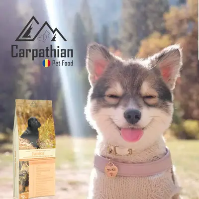 Puiul tau de catel este fericit?